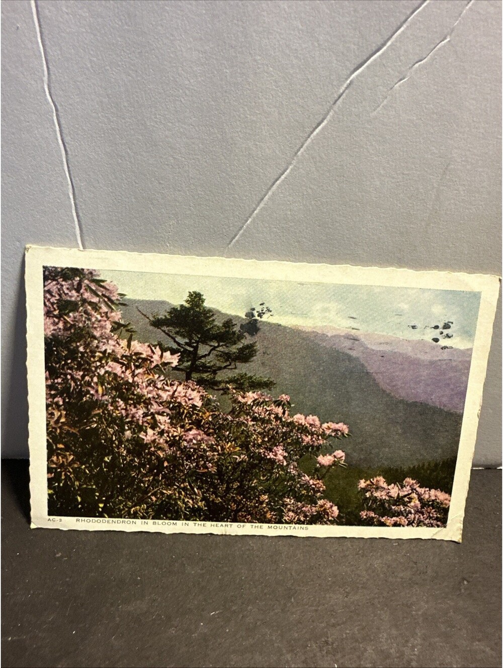 1941 Rhododendron Mountains Postcard 1c George Washington Stamp Evansville IN